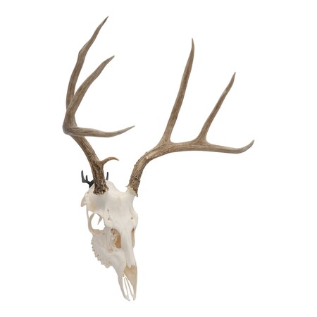 Allen Co Steel Trophy Wall Hook, 1/8 in. Thick, 2-Hooks Per Pack, Black 5625